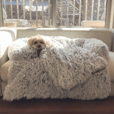 愛犬の不安を和らげる癒やしのソファブランケット | 獣医師推奨